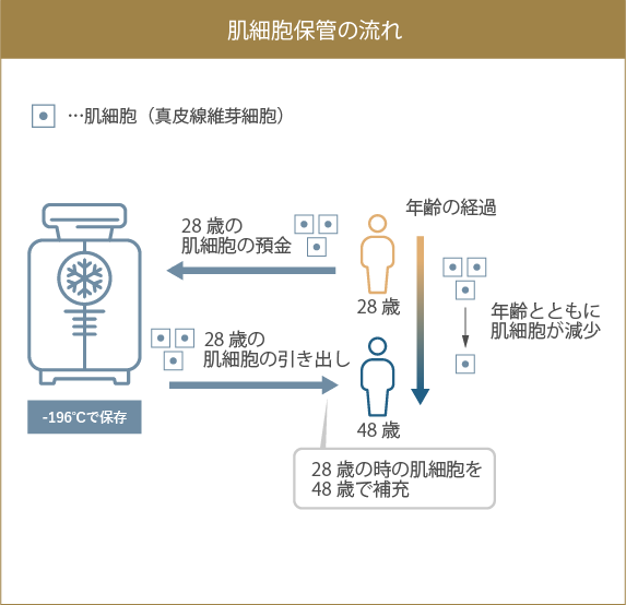 肌細胞保管の流れの図