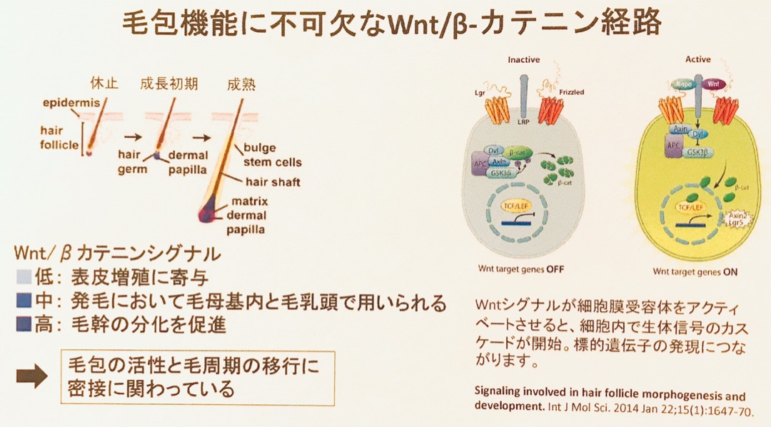 Ｗnt/βカテニン経路