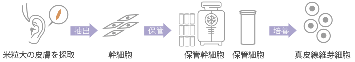 皮膚採取・採血と細胞培養