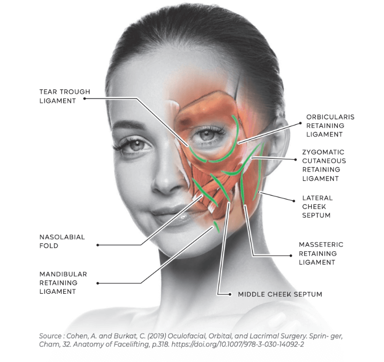 リガメント（靭帯）に着目した注入設計
