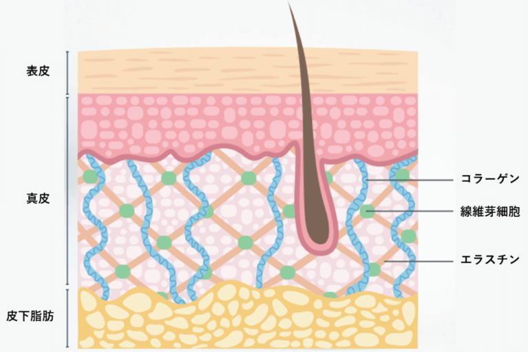 自然な仕上がりと持続性